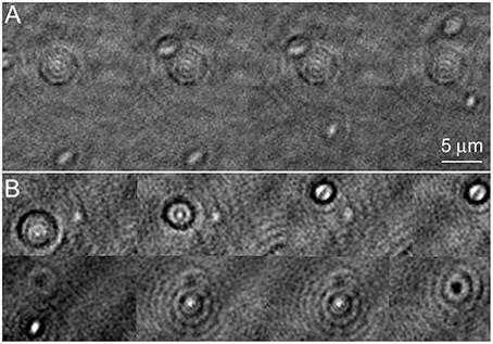 Holographic_microscopy_-_images_of_Vibrio_alginolyticus_swimming