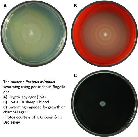 proteus mirabilis swarming motility