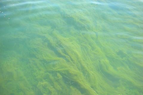 Detroit_River_Blue-Green_Algae_(5842556937)