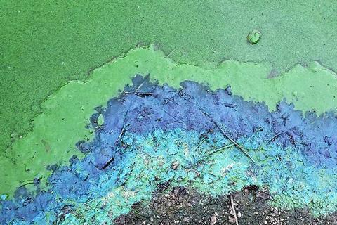 800px-Cyanobacteria_in_the_water_and_on_the_shoreline,_St_Margaret's_Loch,_Holyrood_Park,_Edinburgh