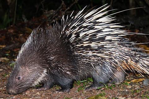 Hystrix_brachyura,_Malayan_porcupine_-_Khao_Yai_National_Park