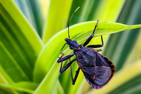 Kissing_Bug