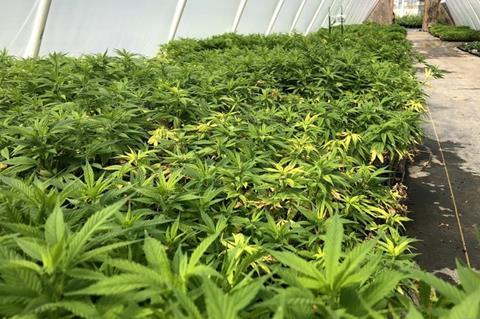 Polytunnel of hemp plants