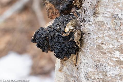Inonotus_obliquus_(Nova_Scotia,_Canada)