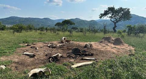 Low-Res_Gozi_East-Elephan-Carcass-uc-santa-barbara (1)
