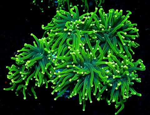 Stylophora_pistillata-1