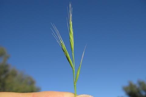 Brachypodium_distachyon28_flowerhead2_(8666035279)_(2)