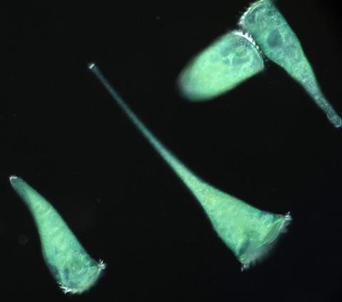 Low-Res_画像ソライロラッパムシ_2H2A5640_BC (1)