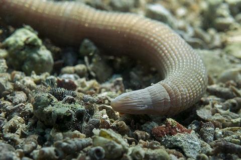 Sipunculus_nudus_DSC_0565
