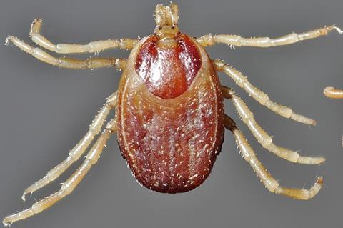 960px-Hyalomma-anatolicum-female-male