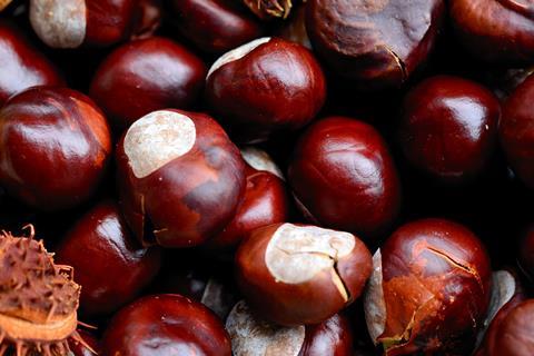 chestnuts-3693468_1920