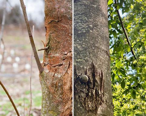 Low-Res_american-chestnut-with-blight