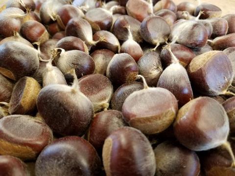 Low-Res_Harvested chestnuts
