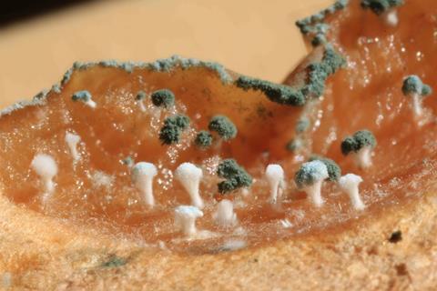 Blue_Mold_Penicillium_expansum_aspore_masses_on_apple_4461