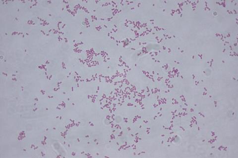 Klebsiella_oxytoca
