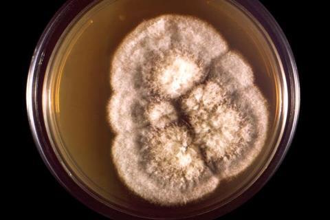 Coccidioides_immitis