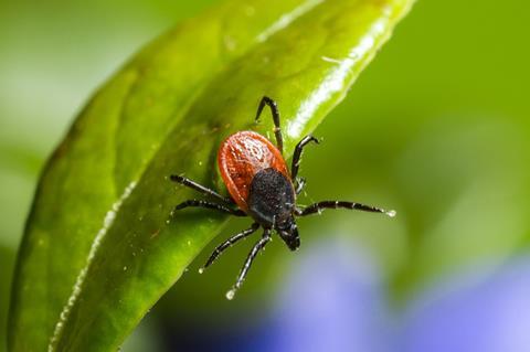 ixodes-ricinus-4834294_1280