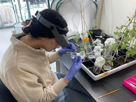 Low-Res_ResearcherCountsAphidonPeasinCage