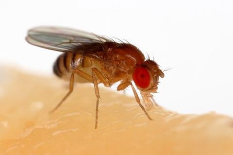 Drosophila_melanogaster_Proboscis