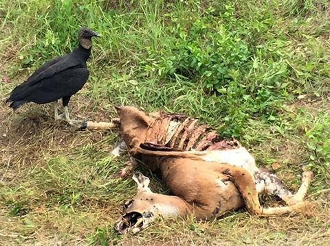 Black vulture