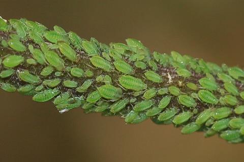 Aphids_on_Angelica_-_Flickr_-_S._Rae
