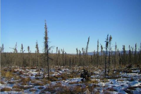 Low-Res_Black spruce bog-BCEF