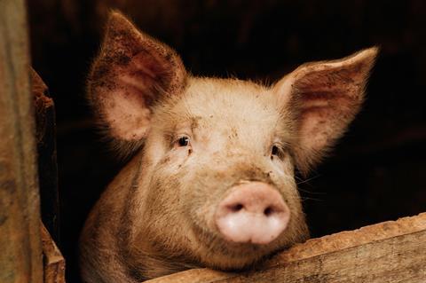 pexels-bruna-fossile-183845208-27557662