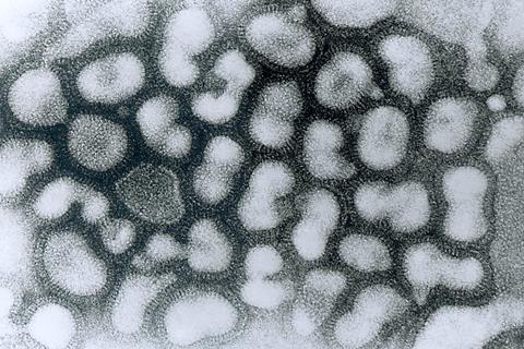 Influenza_A_-_late_passage