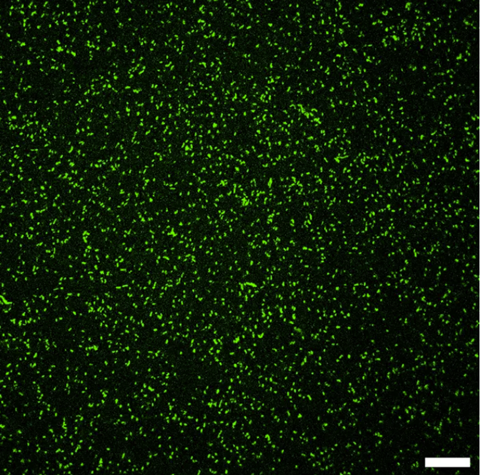 Legionella1