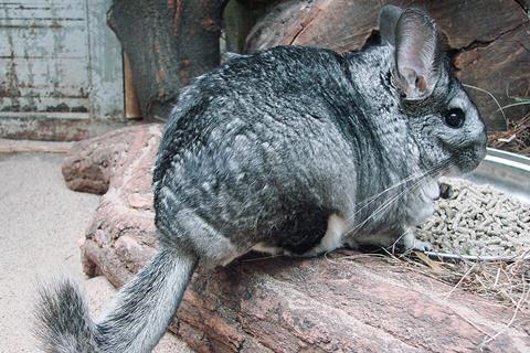 Chinchilla_lanigera_(Wroclaw_zoo)-2