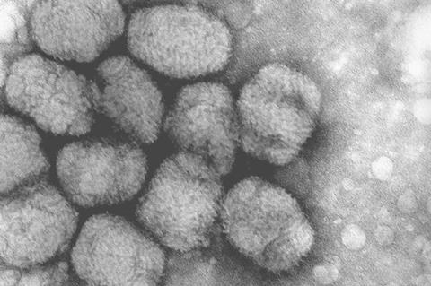 Smallpox_virus