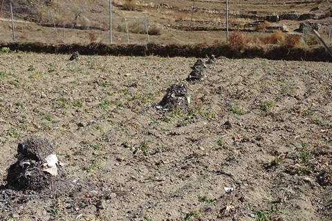 Heap of night soil compost in farmland from where intially samples were collected for bacterial isolation in Microbiology Research paper