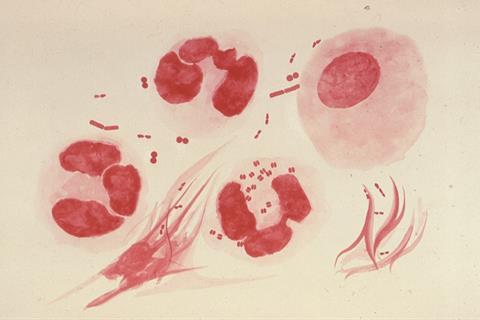 Neisseria_gonorrhoeae_PHIL_3693_lores