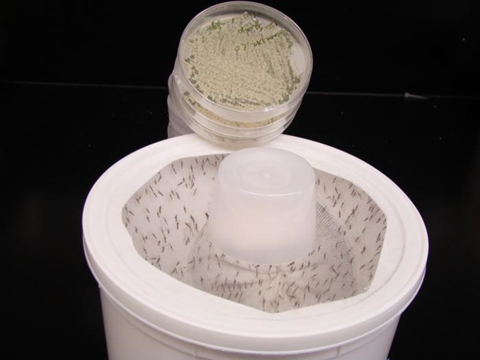Low-Res_Mosquitos in container_StLeger