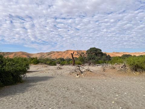 Namib Desert