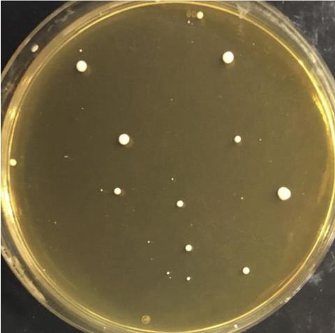Low-Res_plate