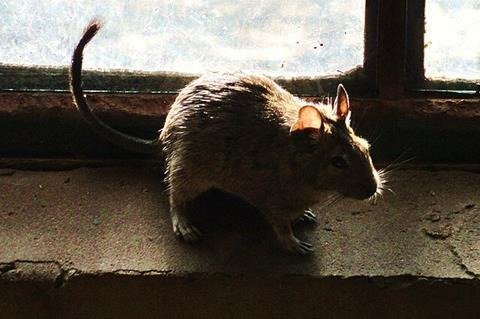 Rats_(116626671)