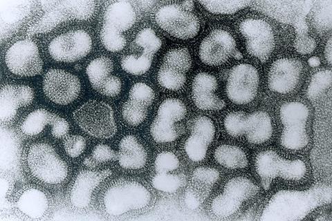 Image of influenza A viruses clustered together