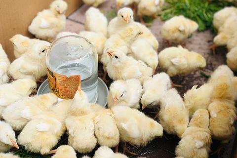 Broiler_chicks_Armenia_08