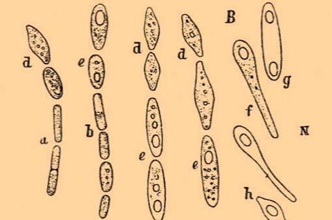 Brockhaus_and_Efron_Encyclopedic_Dictionary_b80_819-2