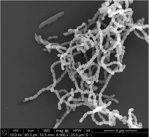 oRAL BACTERIA