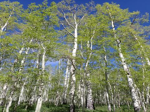 Populus_tremuloides_-_quaking_aspen_-_52132180706