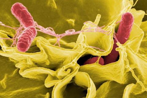 Salmonella invasion in immune cell