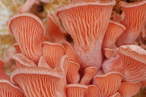 20210628_Pleurotus_djamor_1
