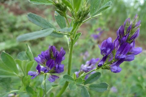 Alfalfa_(Medicago_sativa)_I