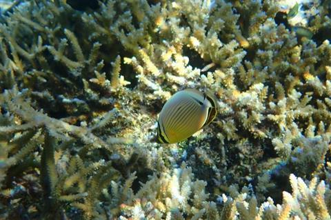 Low-Res_0424_GRAZERS-butterflyfish-lg.jpg