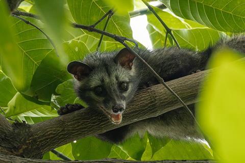 Asian_palm_civet_by_Tisha_Mukherjee_02