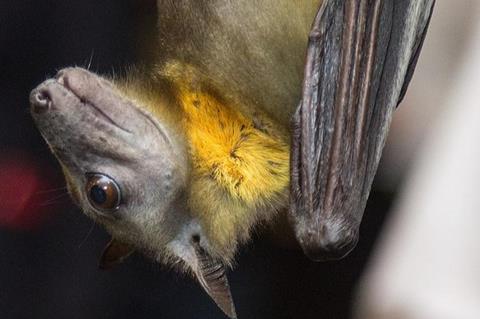 African straw-coloured fruit bat