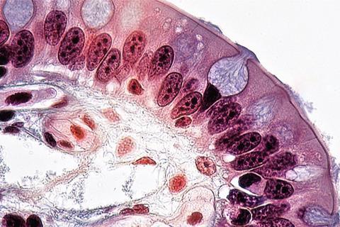800px-Epithelial_Tissues_Mucous_Glands_in_Simple_Columnar_Epithelium_(27854454278)
