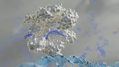 Low-Res_RNA CRISPR DNA Lehman image8